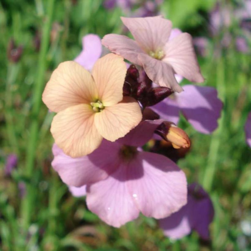 Erysimum Jenny Brook - Violaciocca (Fioritura)