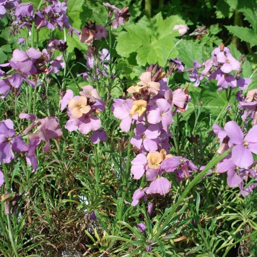 Erysimum Jenny Brook - Violaciocca (Porto)