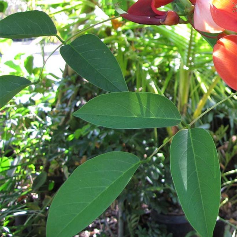 Erythrina crista-galli (Fogliame)