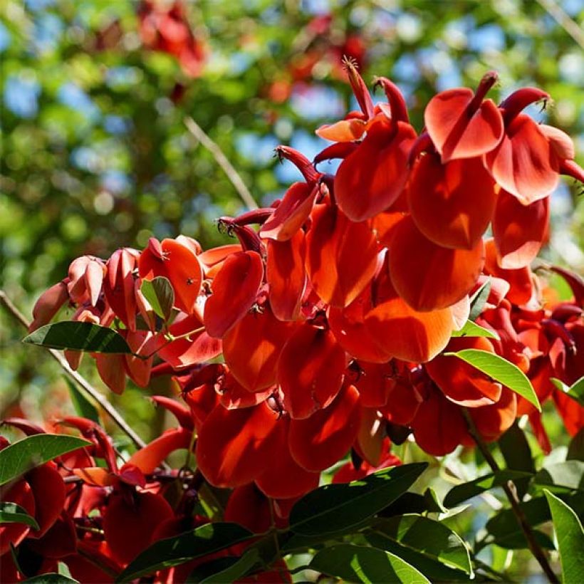 Erythrina crista-galli (Fioritura)