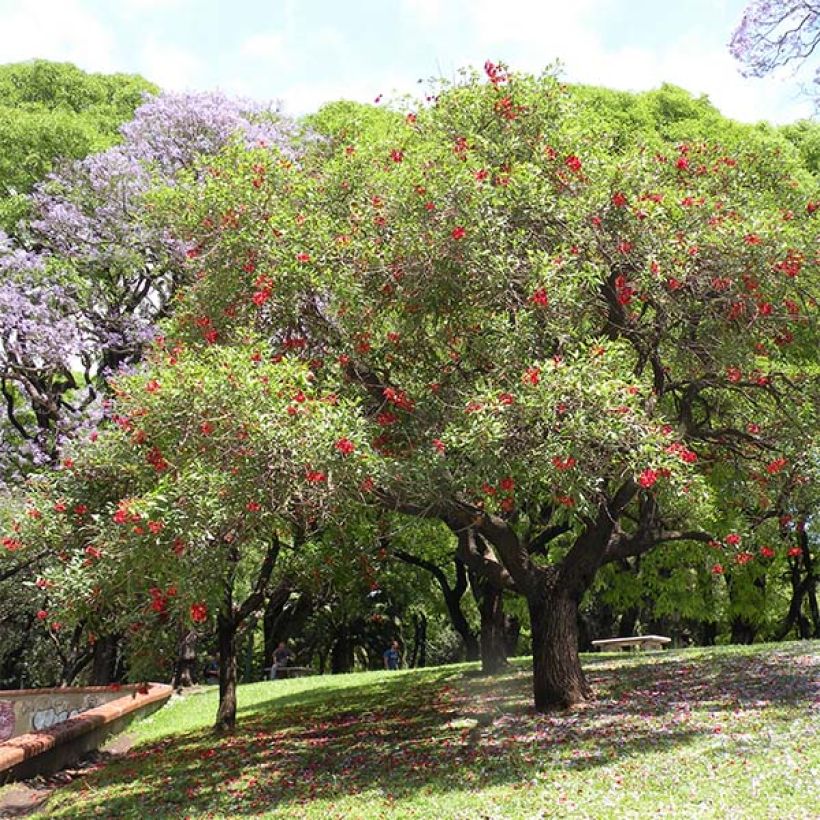 Erythrina crista-galli (Porto)