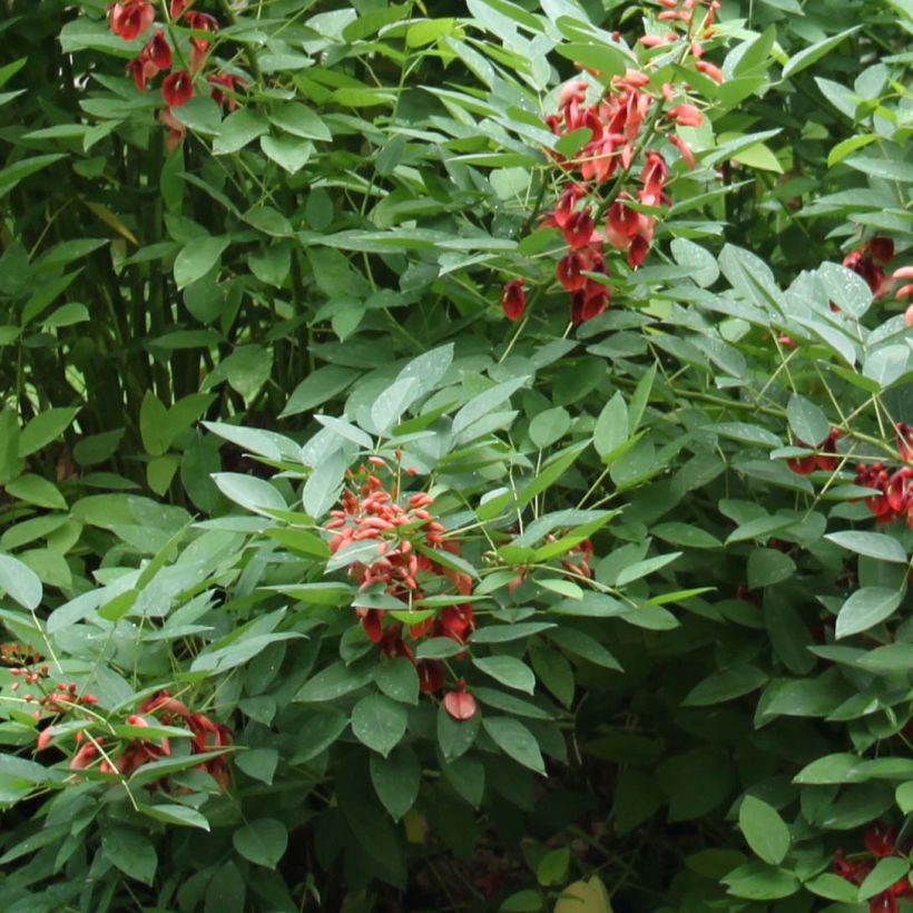 Erythrina crista-galli Compacta (Fogliame)