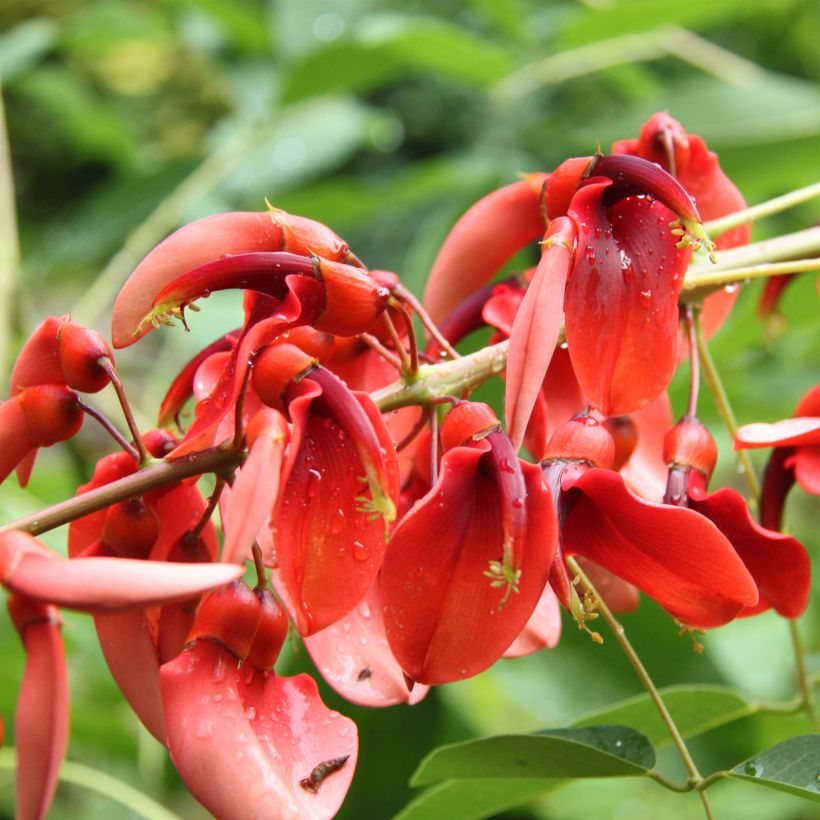 Erythrina crista-galli Compacta (Fioritura)