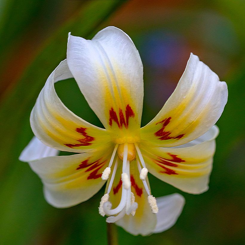 Erythronium tuolumnense White Beauty (Fioritura)