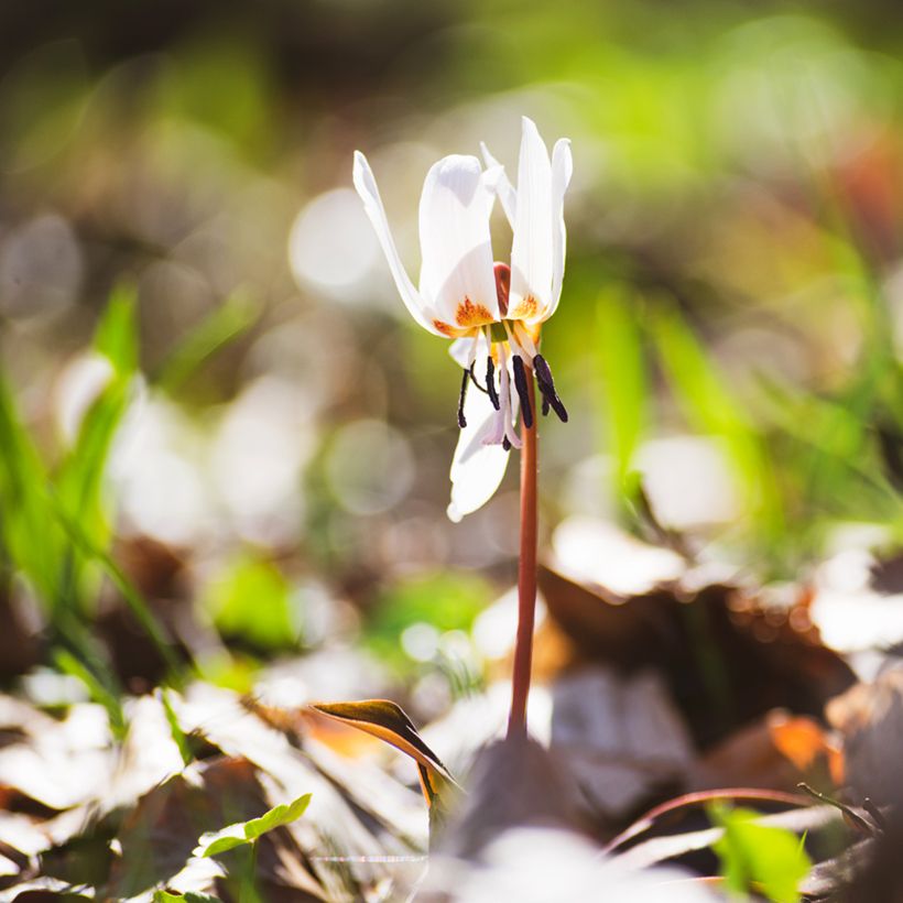 Erythronium tuolumnense White Beauty (Porto)