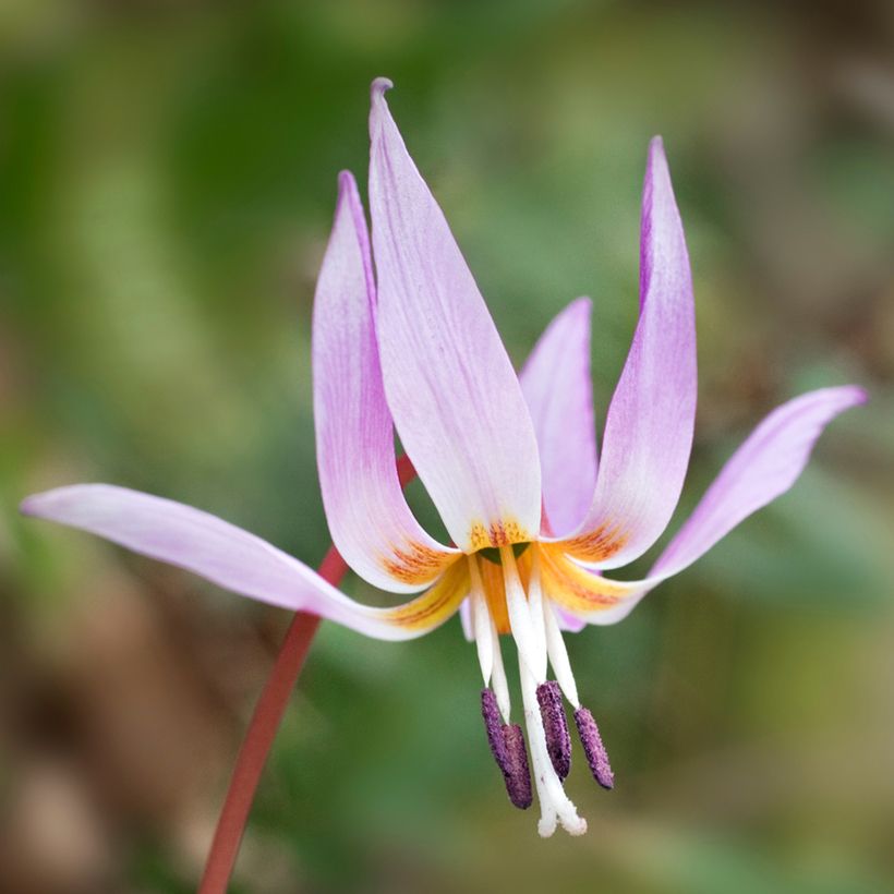 Erythronium dens-canis - Dente di cane (Fioritura)