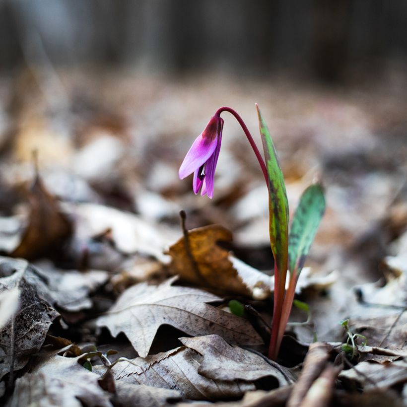 Erythronium dens-canis - Dente di cane (Porto)