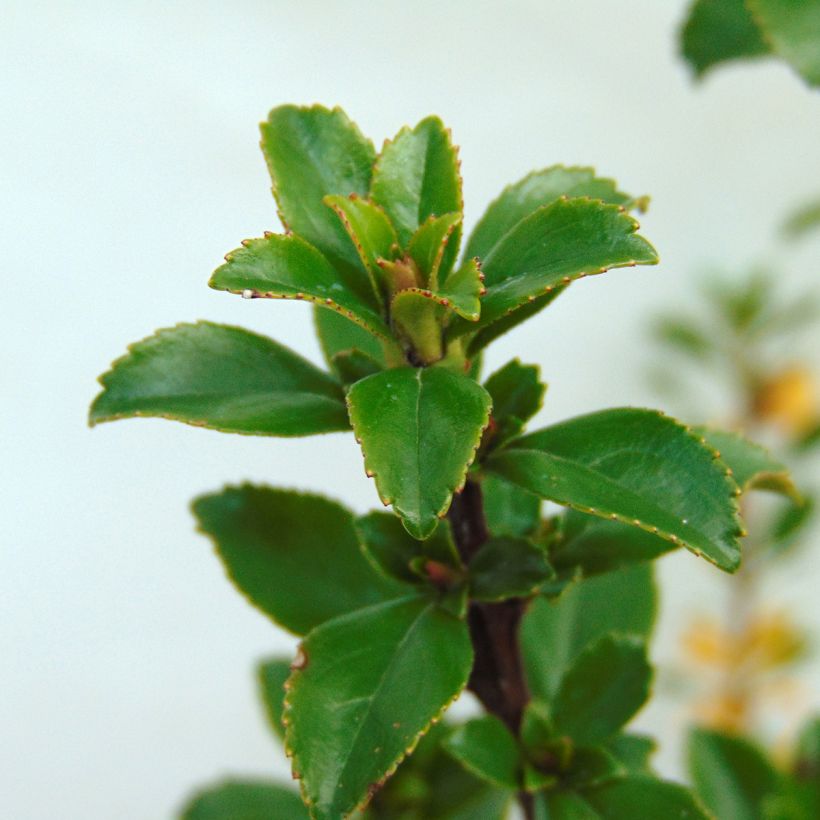 Escallonia Apple Blossom (Fogliame)