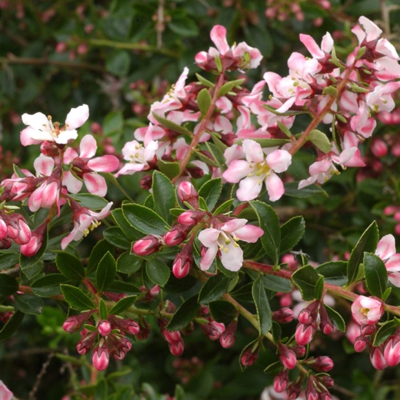 Escallonia Apple Blossom (Fioritura)