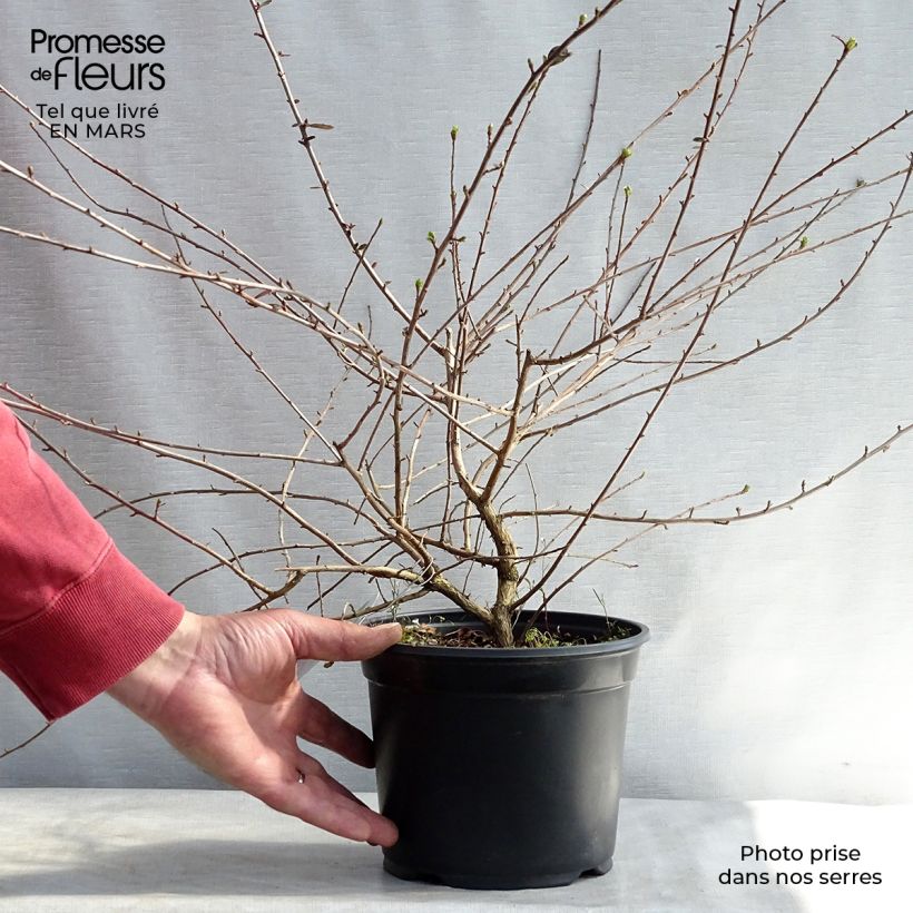 Escallonia C.F. Ball en pot de 2L/3L esemplare consegnato in inverno