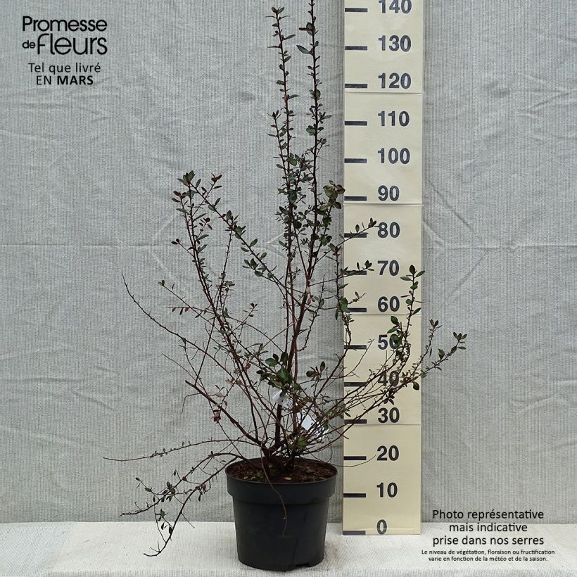 Escallonia C.F. Ball en pot de 7,5L/10L esemplare consegnato in inverno