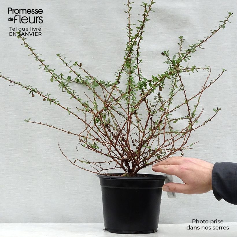 Escallonia Donard Seedling 30/40cm en pot de 1L/1.5L esemplare consegnato in inverno