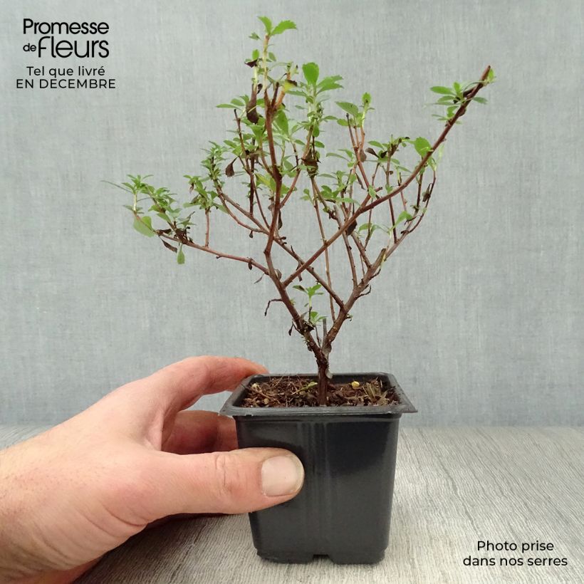 Escallonia Donard Seedling  en godet de 9cm esemplare consegnato in inverno