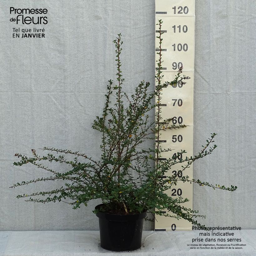 Escallonia Donard Seedling en pot de 7,5L/10L esemplare consegnato in inverno