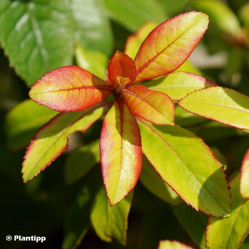 Escallonia Glowing Embers (Fogliame)