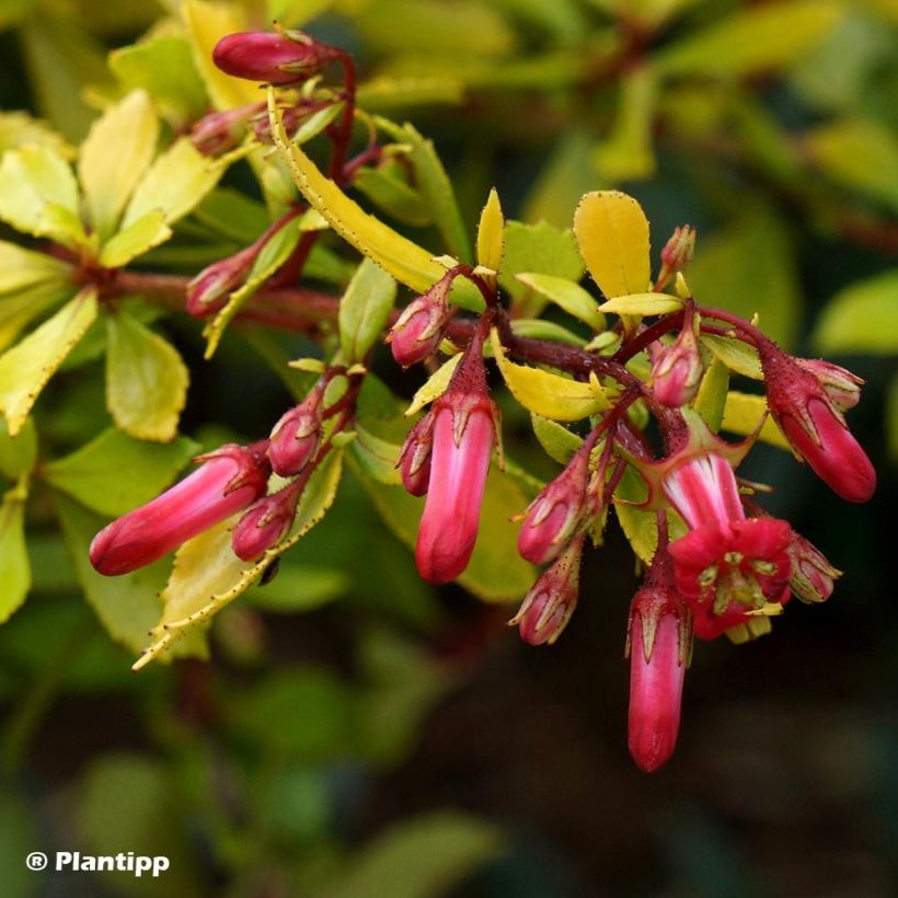 Escallonia Golden Carpet (Fioritura)