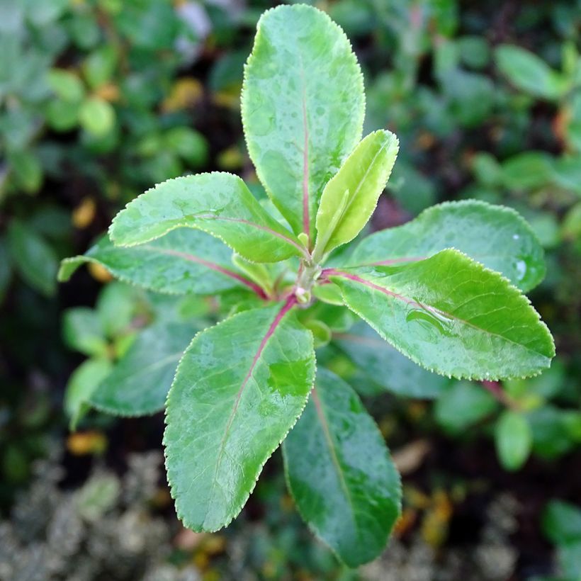 Escallonia Iveyi (Fogliame)