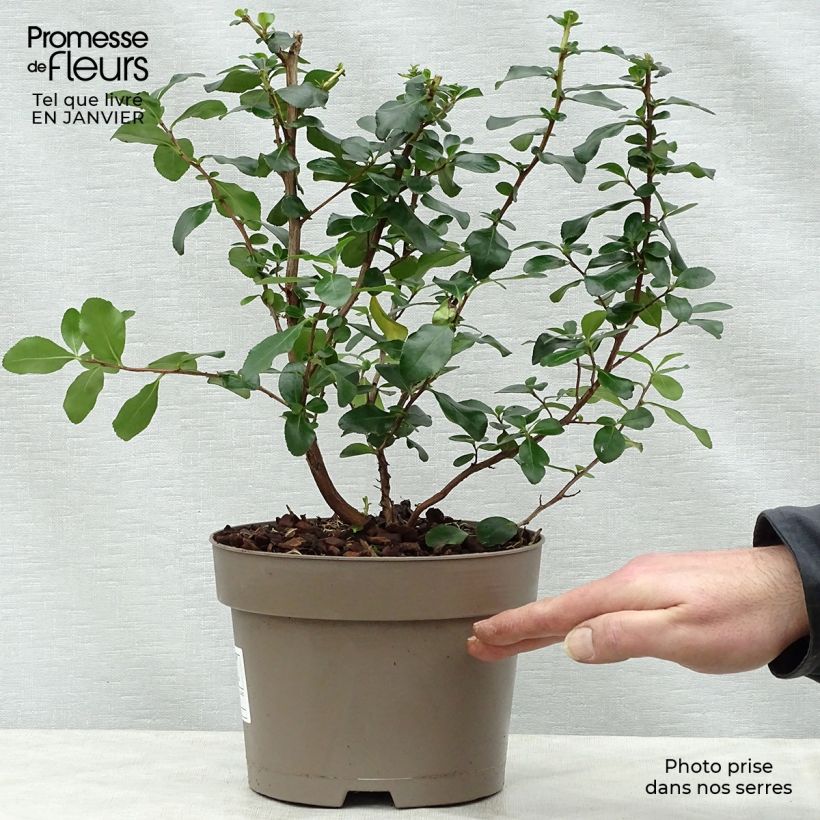 Escallonia Iveyi en pot de 2/3L esemplare consegnato in inverno