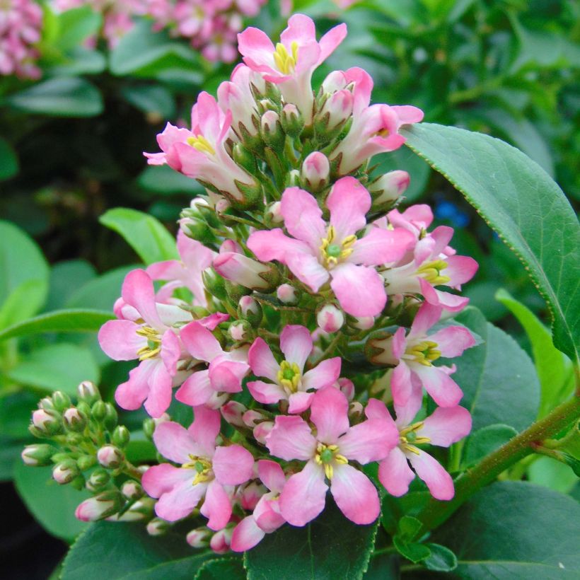 Escallonia laevis Pink Elle Lades (Fioritura)