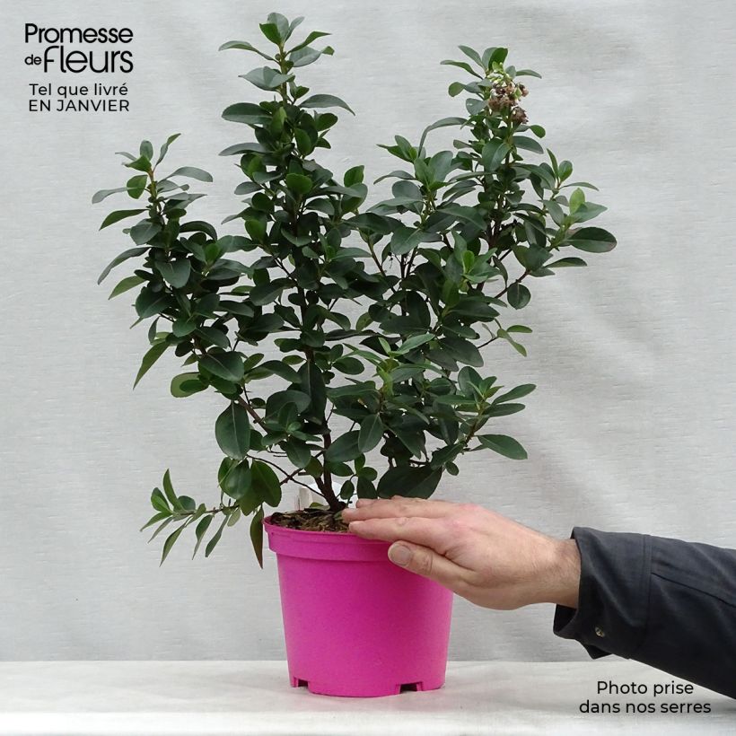 Escallonia Pink Elle en pot de 2L/3L esemplare consegnato in inverno