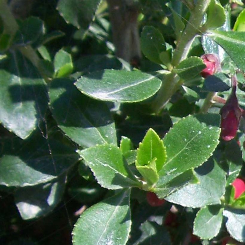 Escallonia Pride of Donard (Fogliame)