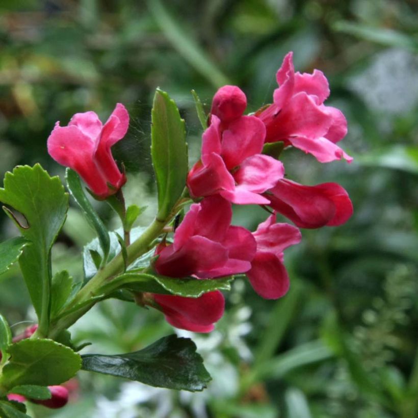 Escallonia Pride of Donard (Fioritura)