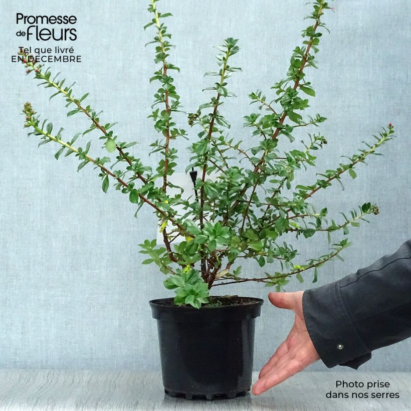 Escallonia Pride of Donard Pot de 2L/3L esemplare consegnato in inverno