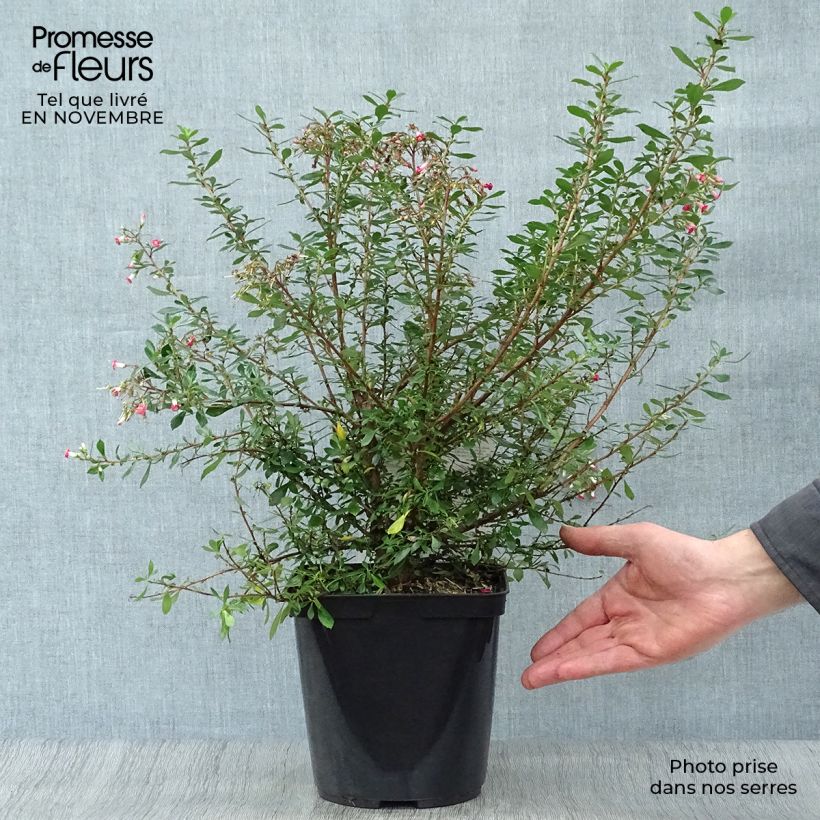 Esemplare di Escallonia Red Carpet Pot de 3L/4L come consegnato in autunno