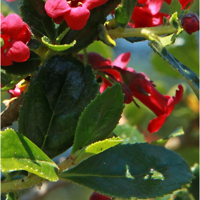 Escallonia compacta Coccinea (Fogliame)