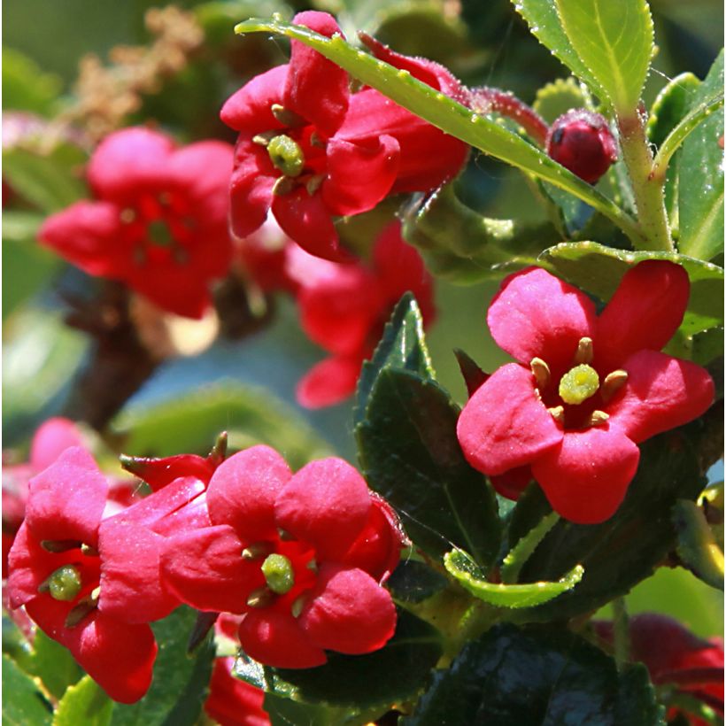 Escallonia compacta Coccinea (Fioritura)