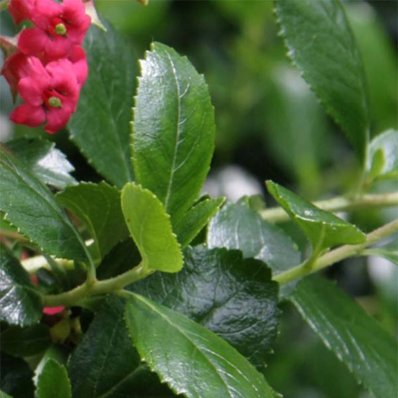 Escallonia rubra var. Macrantha Crimson Spire (Fogliame)