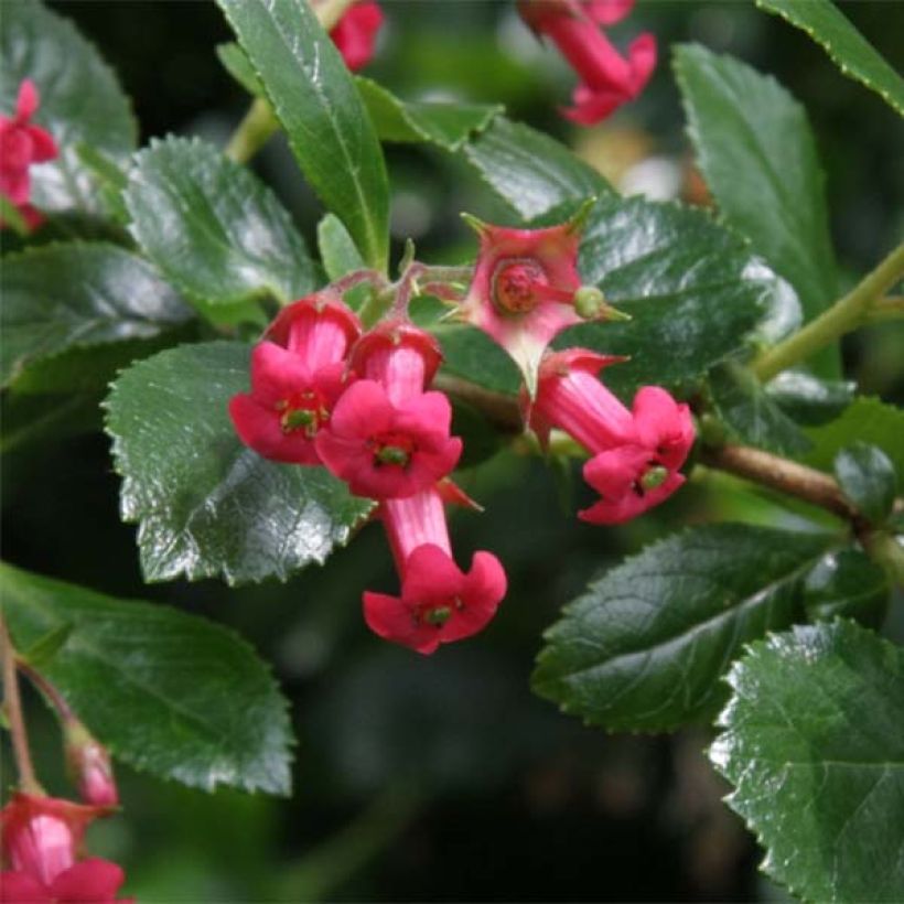 Escallonia rubra var. Macrantha Crimson Spire (Fioritura)