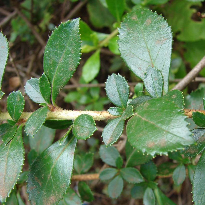 Escallonia rubra var. macrantha (Fogliame)