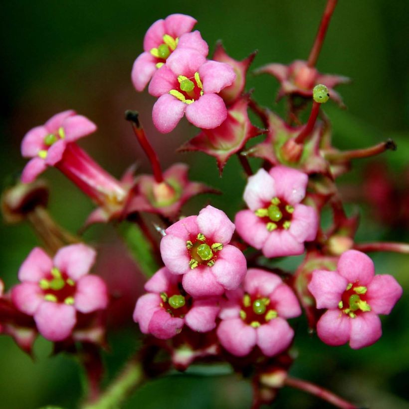 Escallonia rubra var. macrantha (Fioritura)