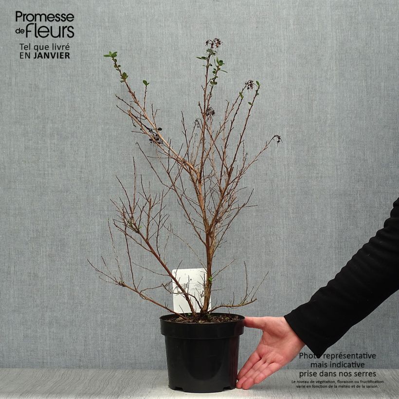 Escallonia rubra macrantha Pot de 3L/4L esemplare consegnato in inverno