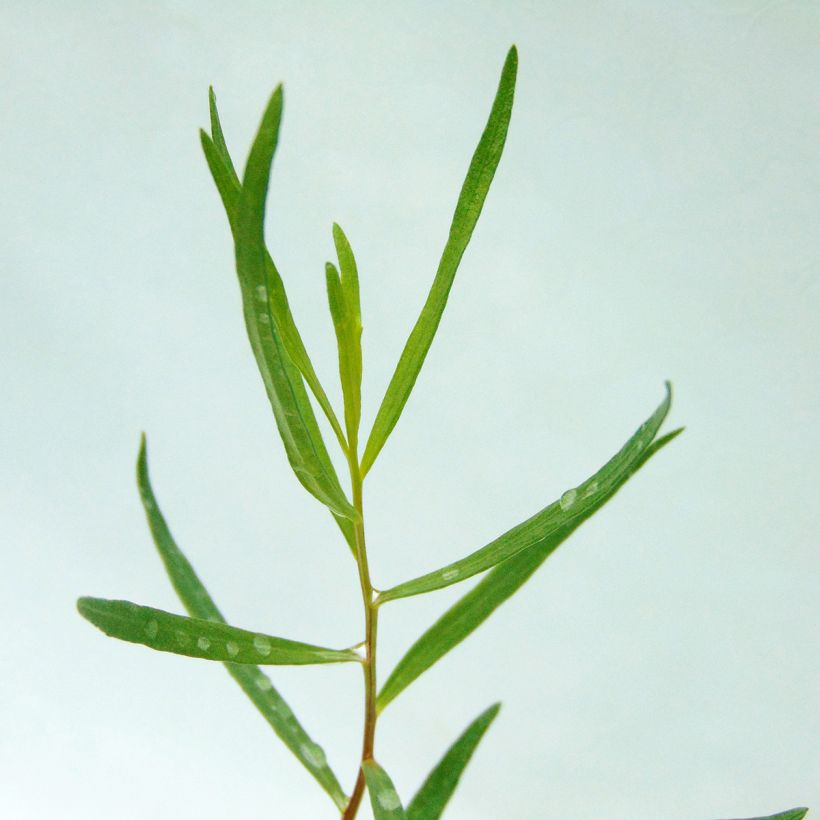 Dragoncello - Artemisia dracunculus (Fogliame)