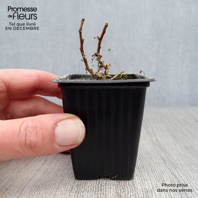 Estragon vrai - Artemisia dracunculus Godet de 7/8 cm esemplare consegnato in inverno