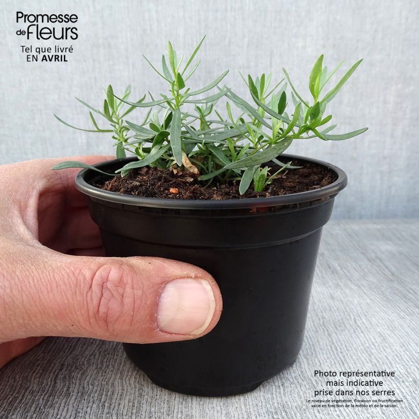 Estragon vrai en plants - Pot de 10 cm/11cm esemplare consegnato in primavera