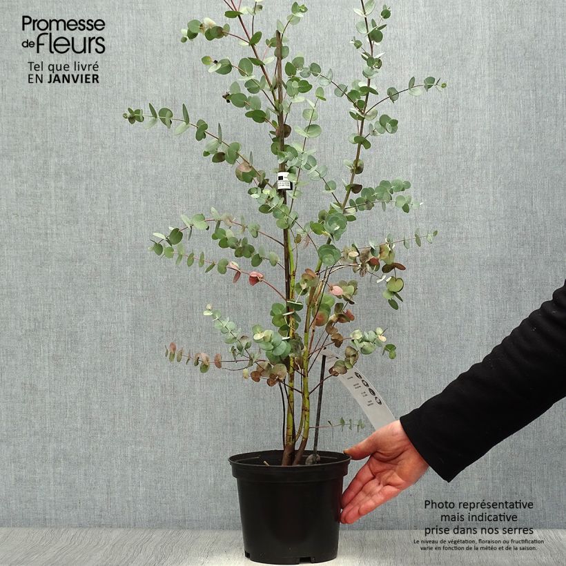 Eucalyptus Baby Blue - Gommier argenté Pot de 2L/3L esemplare consegnato in inverno