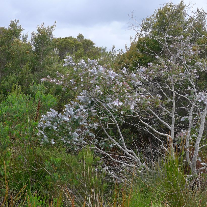 Eucalyptus crenulata - Eucalipto (Porto)