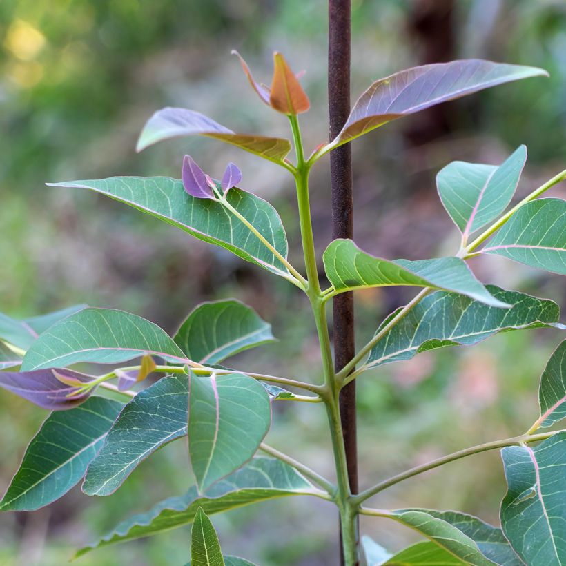 Eucalyptus deglupta - Eucalipto (Fogliame)