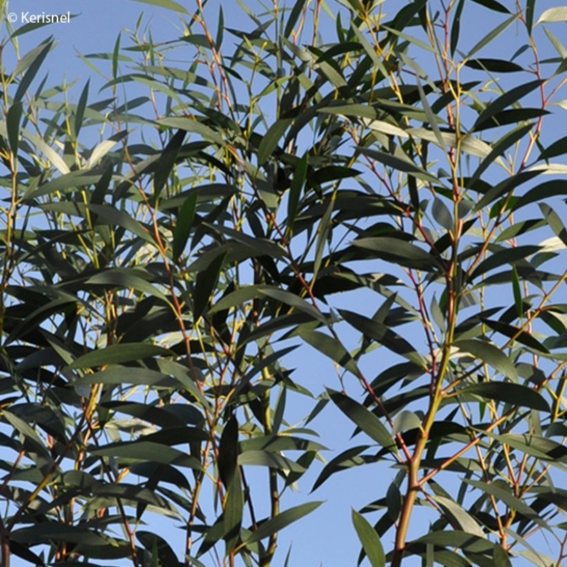 Eucalyptus gregsoniana - Eucalipto (Fogliame)