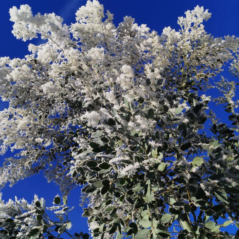 Eucalyptus gunnii Azura Cagire - Eucalipto (Fioritura)