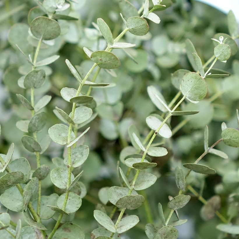 Eucalyptus gunnii Azura Cagire - Eucalipto (Fogliame)