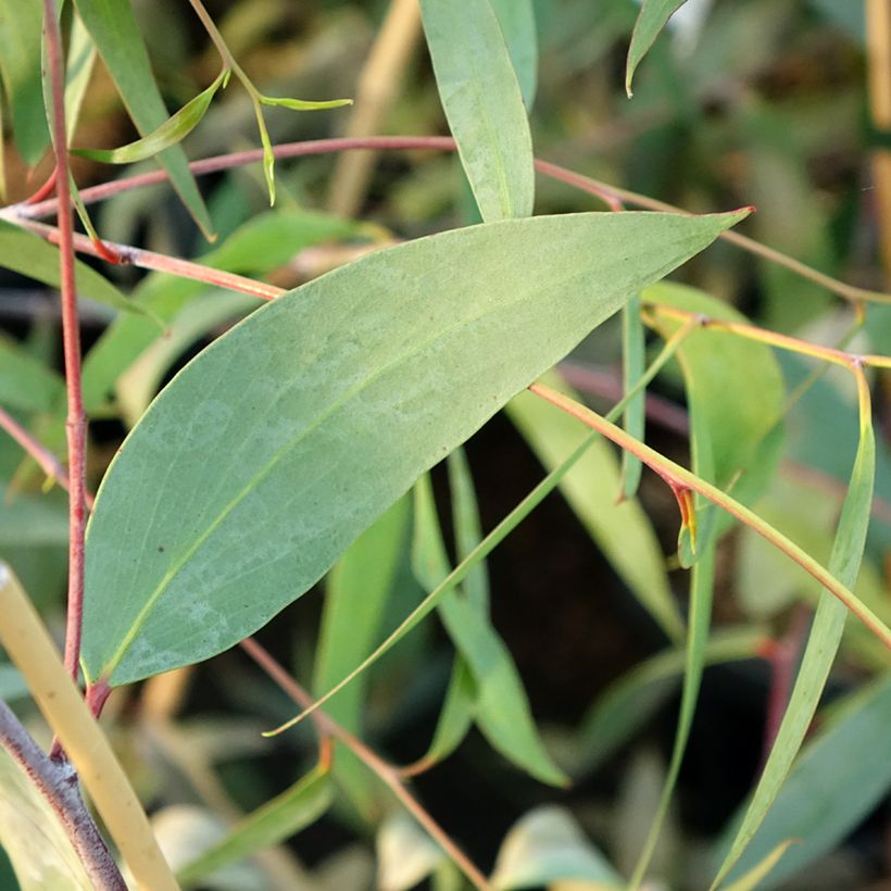 Eucalyptus lacrimans - Eucalipto (Fogliame)