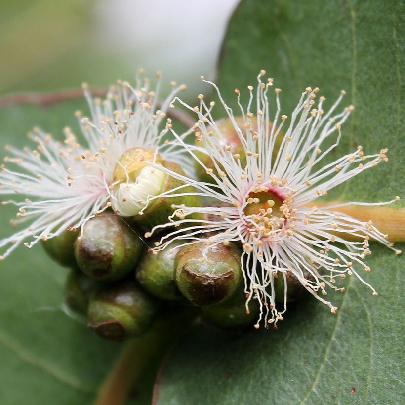 Eucalyptus neglecta - Eucalipto (Fioritura)