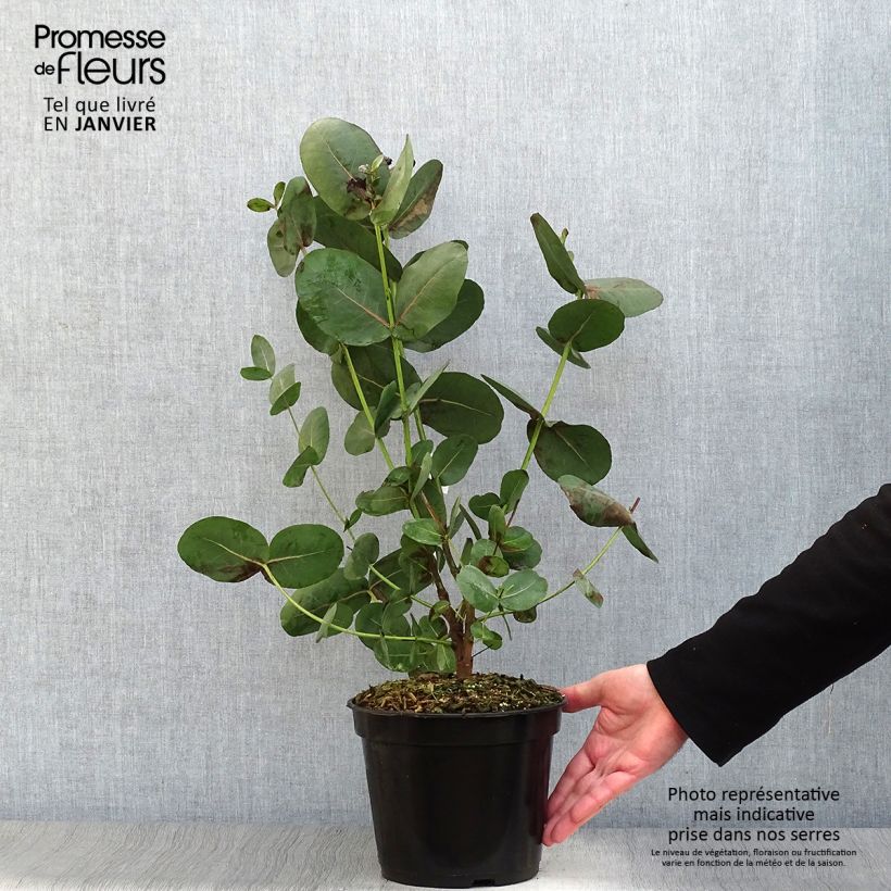 Eucalyptus neglecta - Gommier d’Omeo Pot de 4L/5L esemplare consegnato in inverno