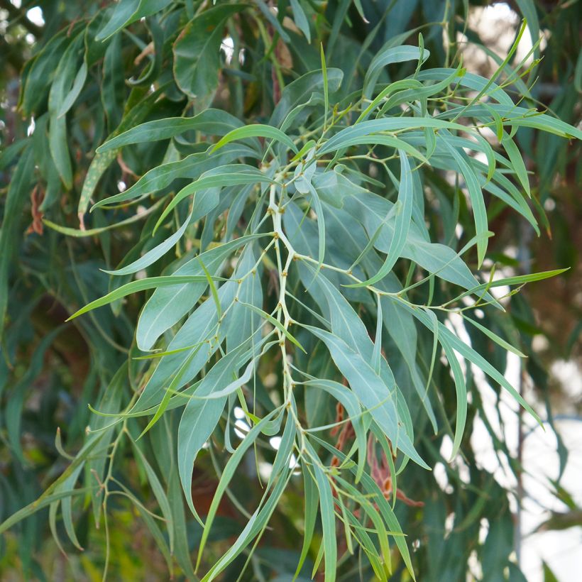 Eucalyptus nicholii - Eucalipto (Fogliame)