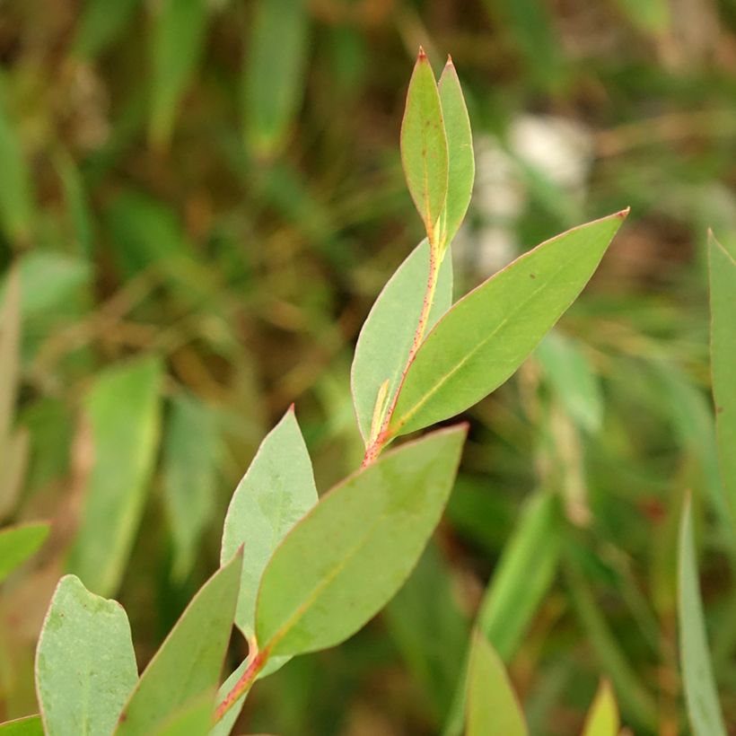 Eucalyptus nitida - Eucalipto (Fogliame)