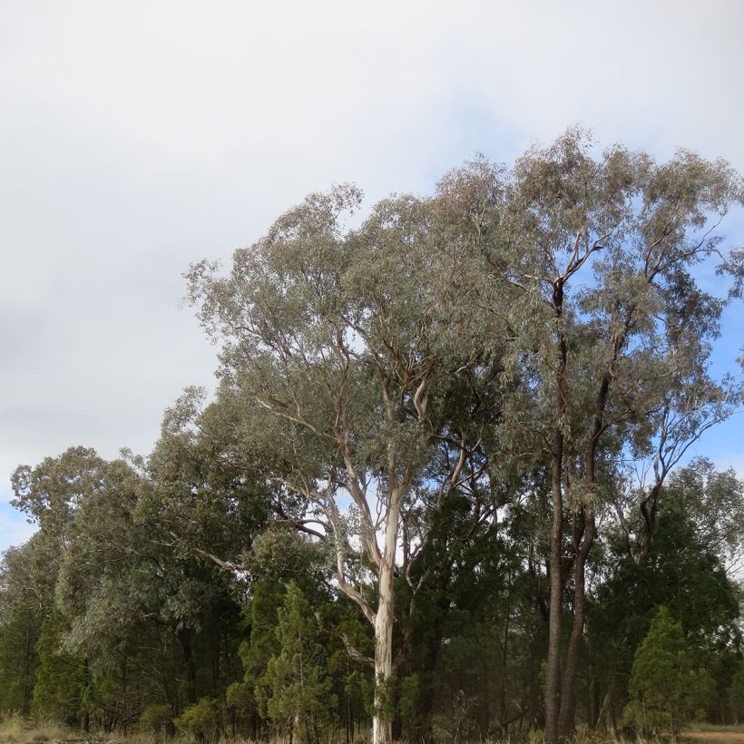 Eucalyptus polyanthemos - Eucalipto (Porto)